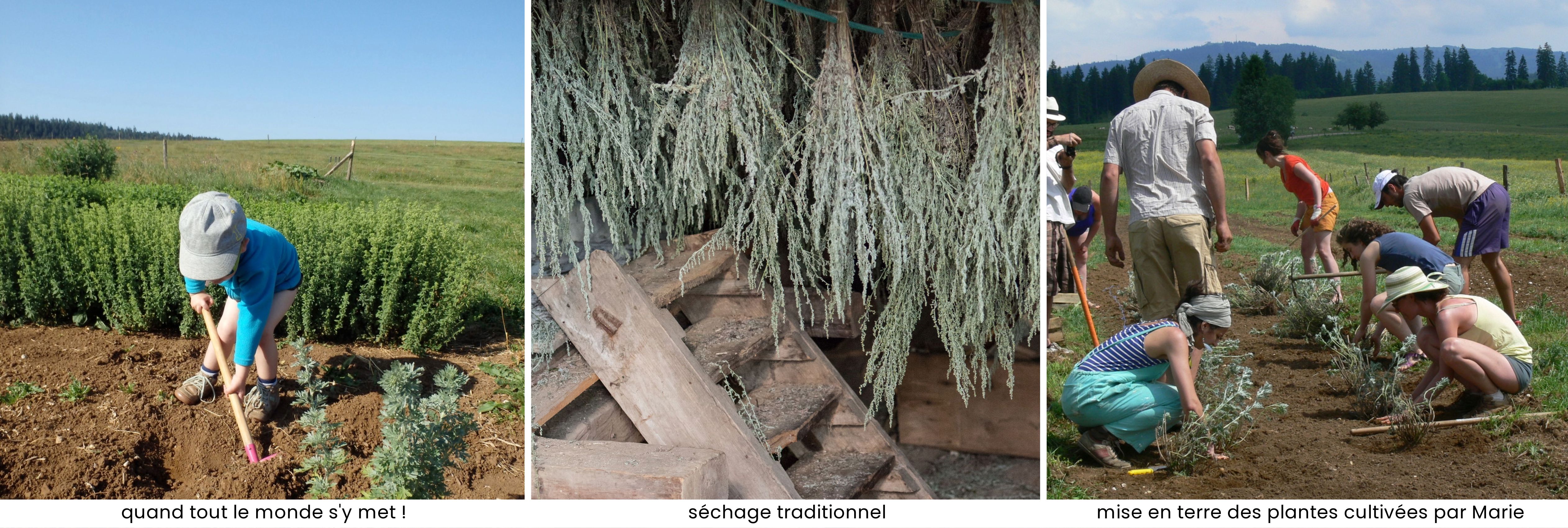 Fabrication artisanale des produits Menthe et Mélisse par Marie dans le Haut-Doubs