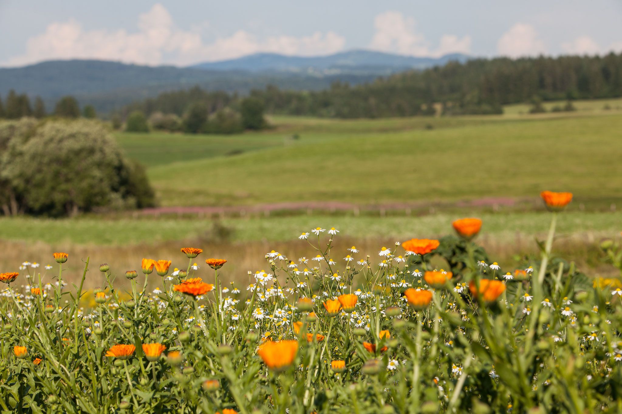 Plantes sauvages du Haut-Doubs - Menthe et Mélisse
