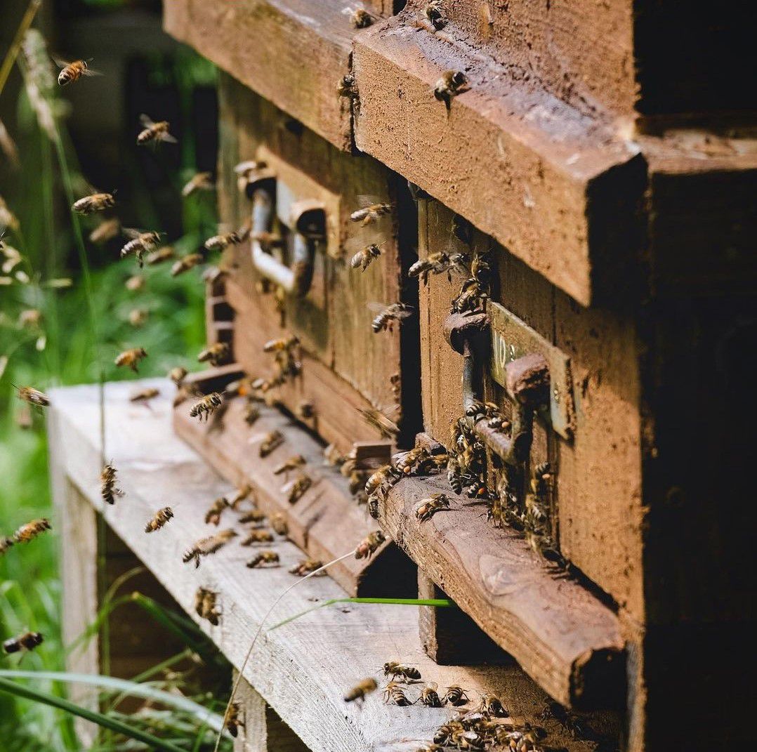 Apithérapie bio Ballot-Flurin : compléments à la propolis noire