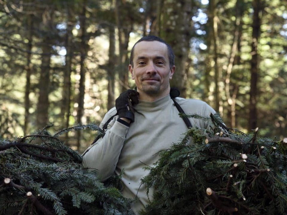 Grégory cueille le sapin blanc du Jura pour la fabrication des produits Aromacomtois
