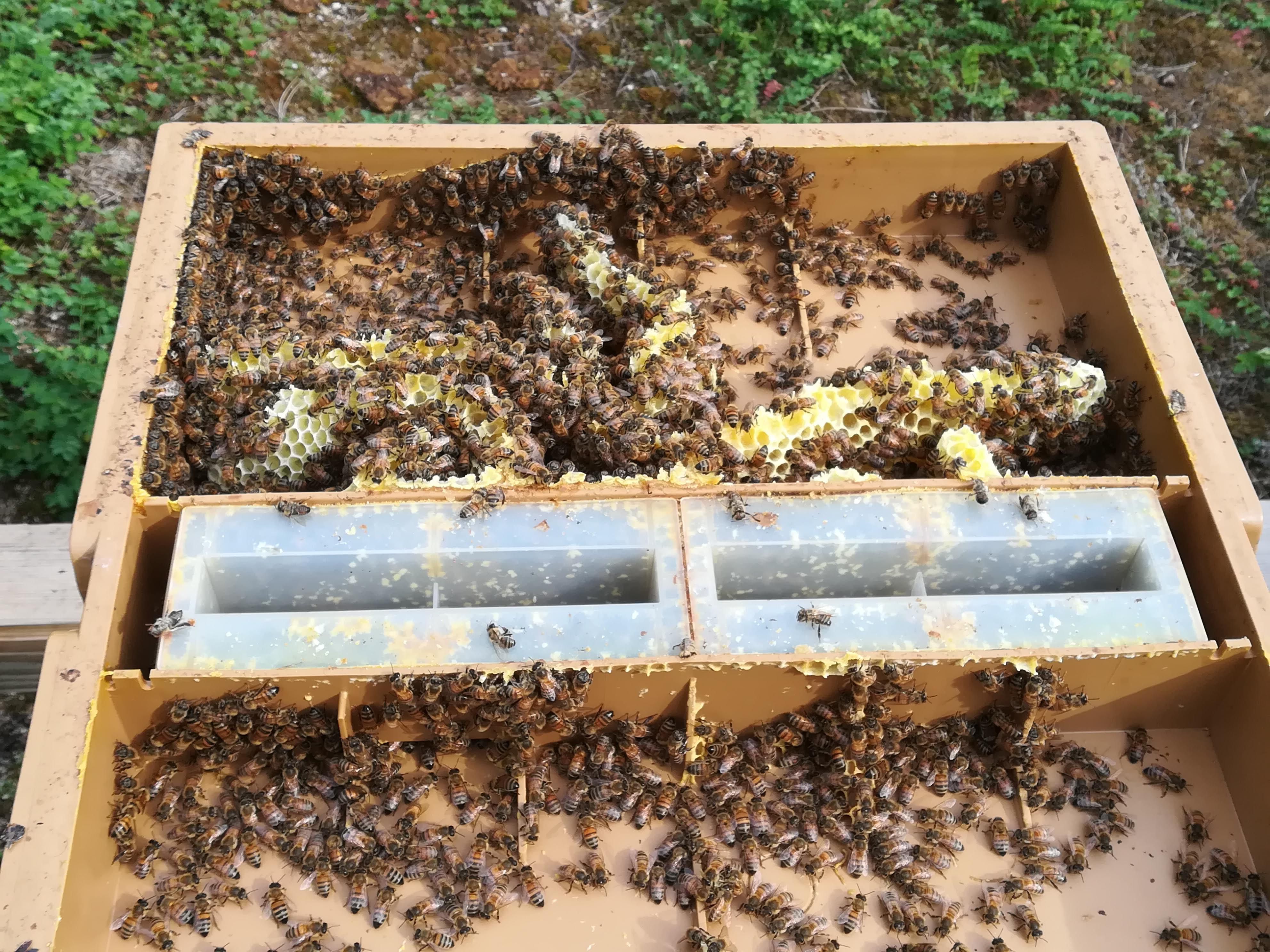 Ruches artisanales du Haut-Bugey – Mickaël apiculteur – miel en rayon de tilleul biologique et naturel