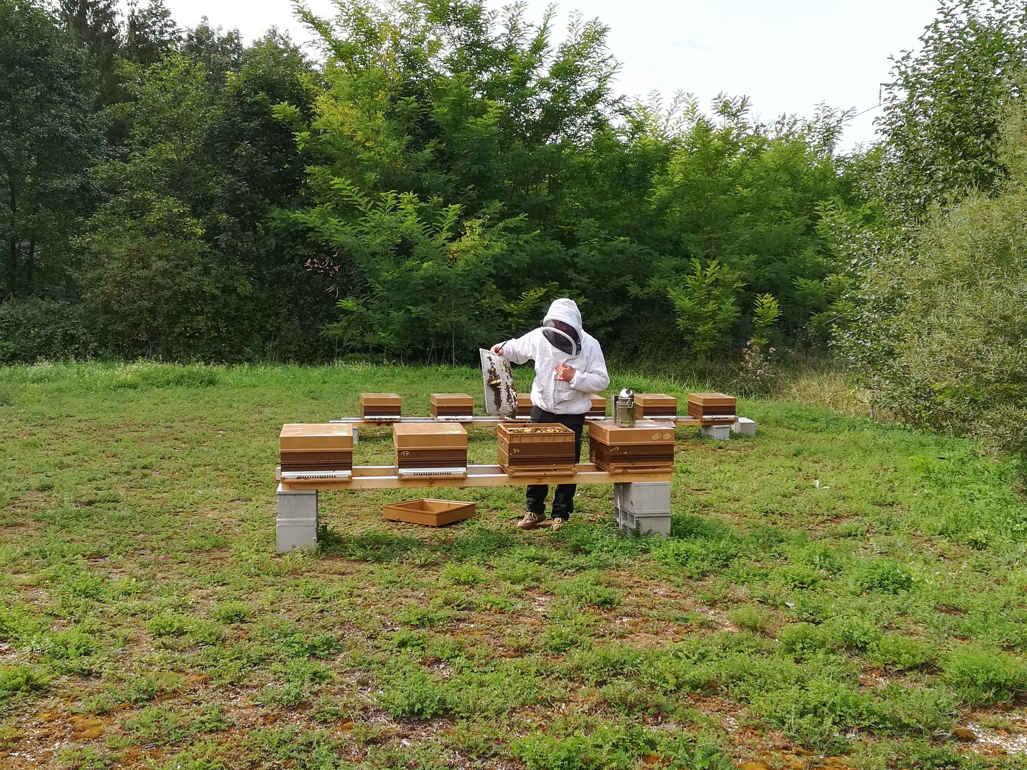 Apiculteur Mickaël – Rucher des Fées Léma dans le Haut-Bugey – production artisanale de miel en rayon de tilleul