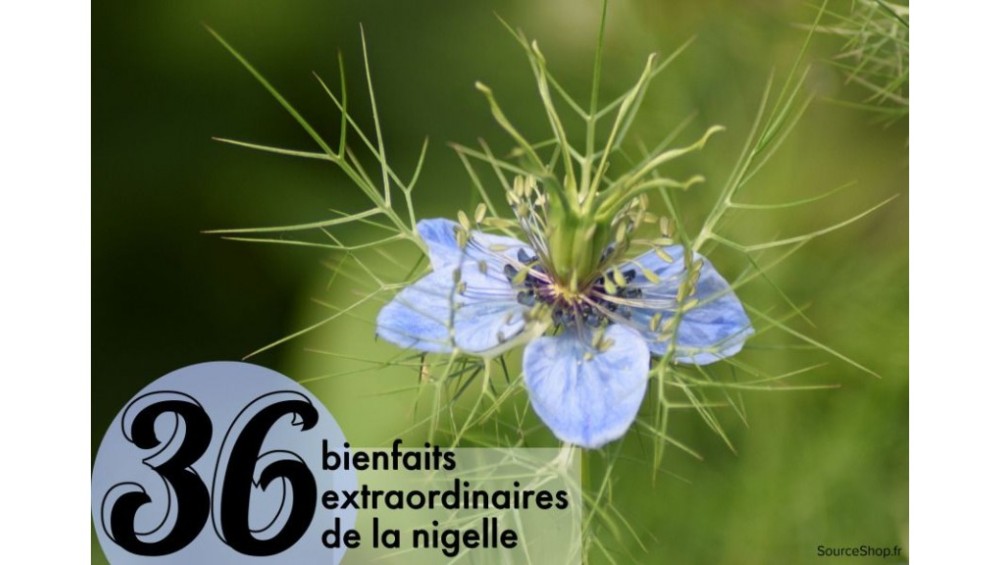 36 bienfaits extraordinaires de la nigelle