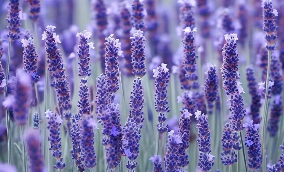Lavande Officinale : bienfaits, utilisations, astuces