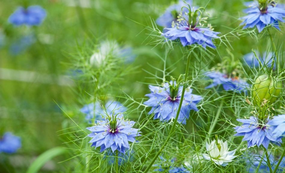 Huile de nigelle : bienfaits, utilisations, astuces