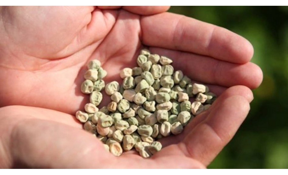 Semences de printemps : que semer au jardin et au potager ?